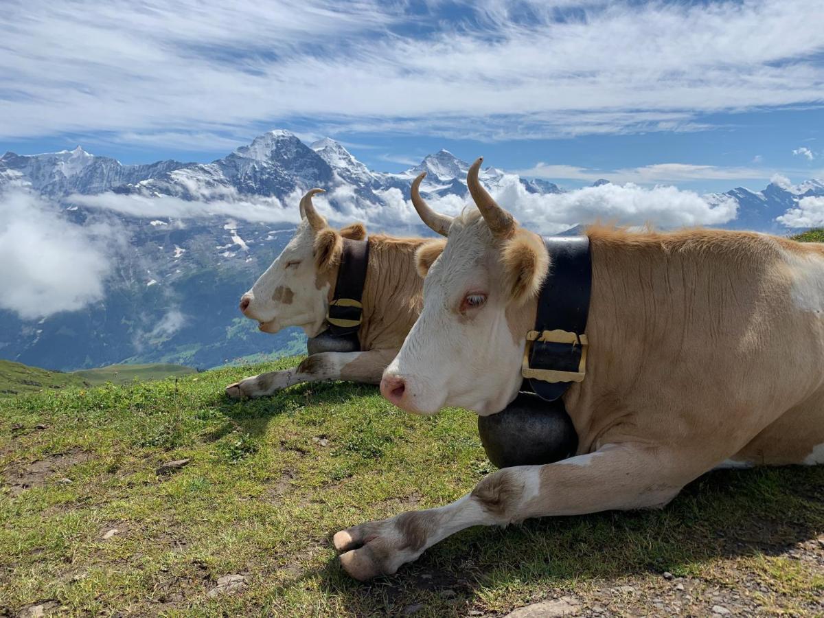 Chalet Sunneblick Grindelwald Exterior foto